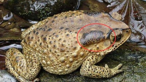 癞蛤蟆背后疙瘩中的白浆,溅到人身上会中毒,究竟是不是真的?