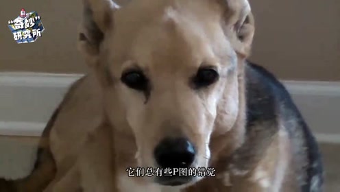 热血人面犬 腾讯视频