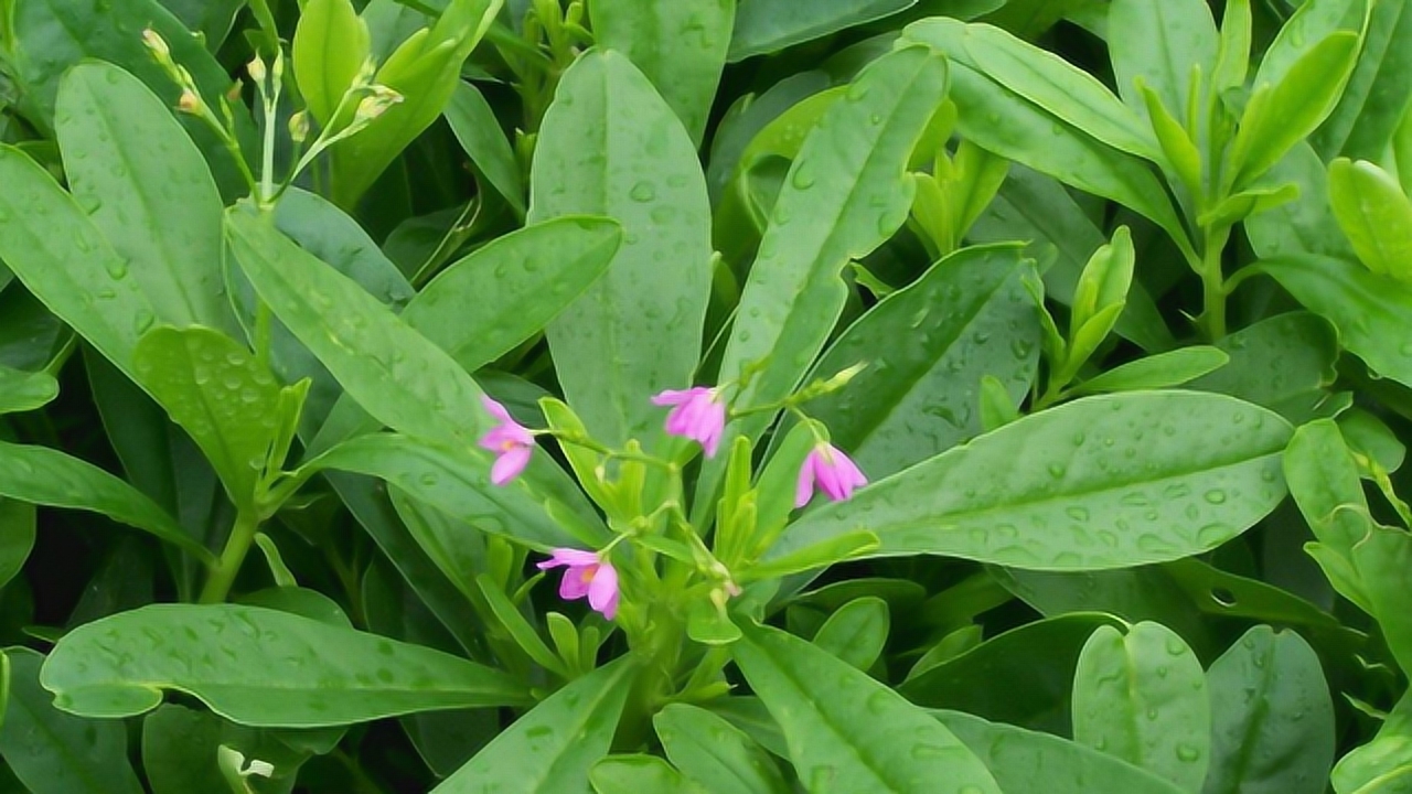 人参菜(马齿苋科土人参属植物)_搜狗百科