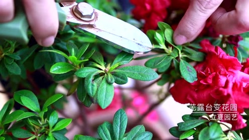 杜鹃花怎么修剪,教你一招,剪完形如盆景,开花量多一倍!