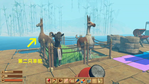 在岛上抓到第二只羊驼,养殖场又有新的伙伴啦