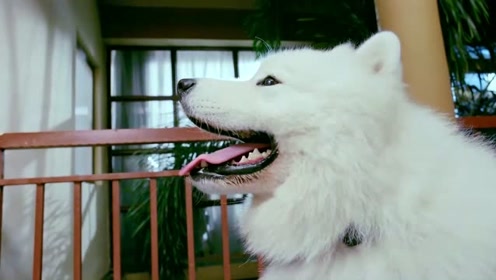 《神犬小七3》小雪向边慕求教,小七哀求边慕帮助小雪