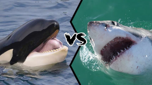 虎鲸vs巨型大白鲨,双方撕咬在了一起,网友:打的真激烈!