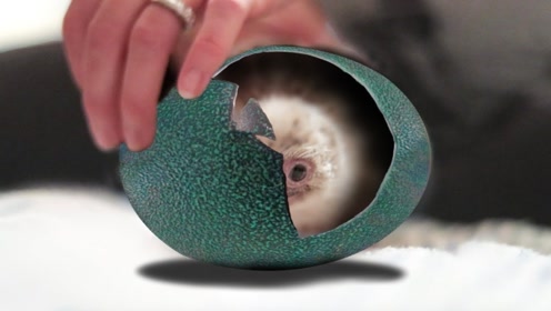 上传者:模玩社时 间:2015-10-26变形金刚蝙蝠侠巨蛋惊喜0:07:22简 介