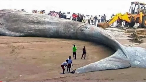 巨大生物 腾讯视频