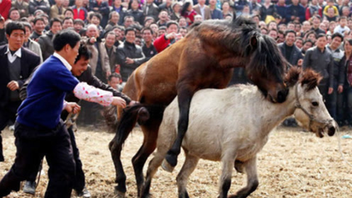 公马第一次看见相亲对象,瞬间开始不知所措,镜头记录全过程!