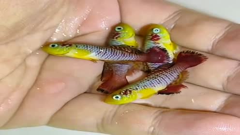 孵化鱼卵 腾讯视频