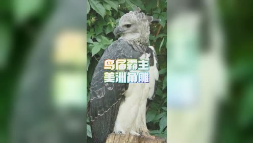 鸟界霸主美洲角雕,正脸呆萌侧脸威严,真是第一次见!