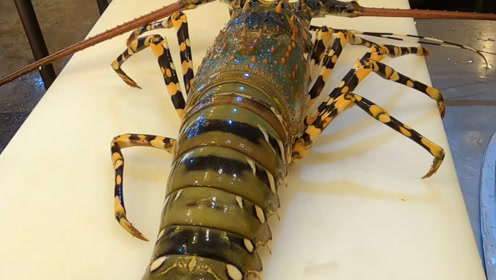 野生七彩龙虾怎样做都好吃,但价格不便宜!