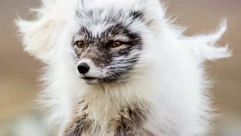 你见过换毛期的北极狐么?从雪白的体毛变成青灰色,这个造型有点神气