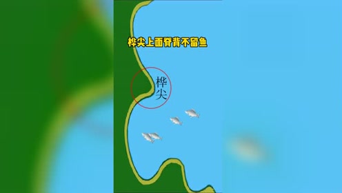 桦尖作钓为什么上不了鱼.