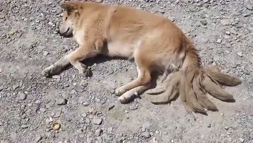 九尾狐 腾讯视频