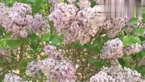 盛开的紫丁香 腾讯视频