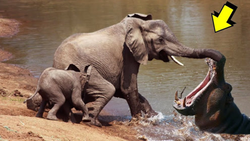 5吨霸王河马对大象一口吞,场面顿时失控,镜头记录惊险全程