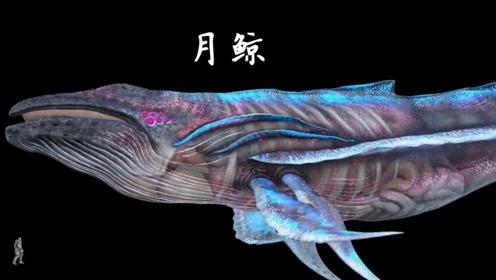 方舟生存进化创世纪版生物对比,新海洋巨怪一口吞沧龙