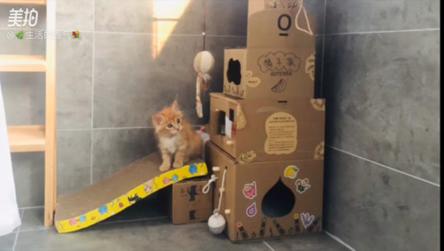 暖猫diy 腾讯视频