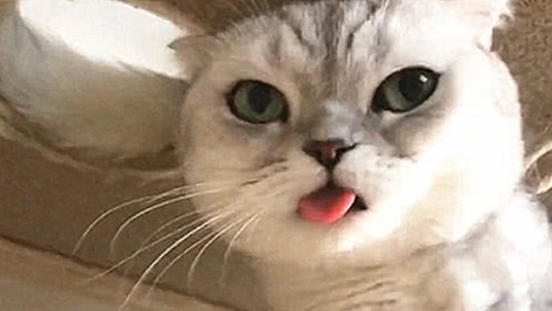 猫舌头 腾讯视频