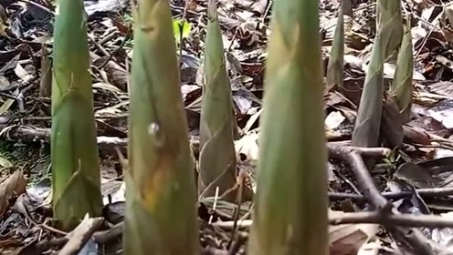 地下茎 腾讯视频