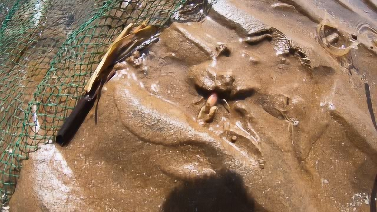 二强赶海到围网捉鱼就看谁的速度快了