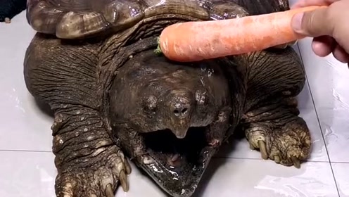 家里养了好几年的乌龟,这牙齿的锋利程度,让人看着非常的害怕!