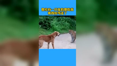 花豹犬 腾讯视频