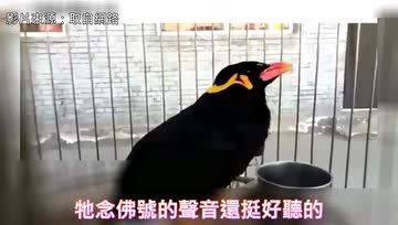 众生皆有佛性！一只会念阿弥陀佛的九官鸟