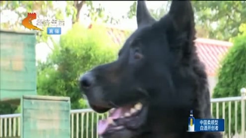 台湾犬 腾讯视频