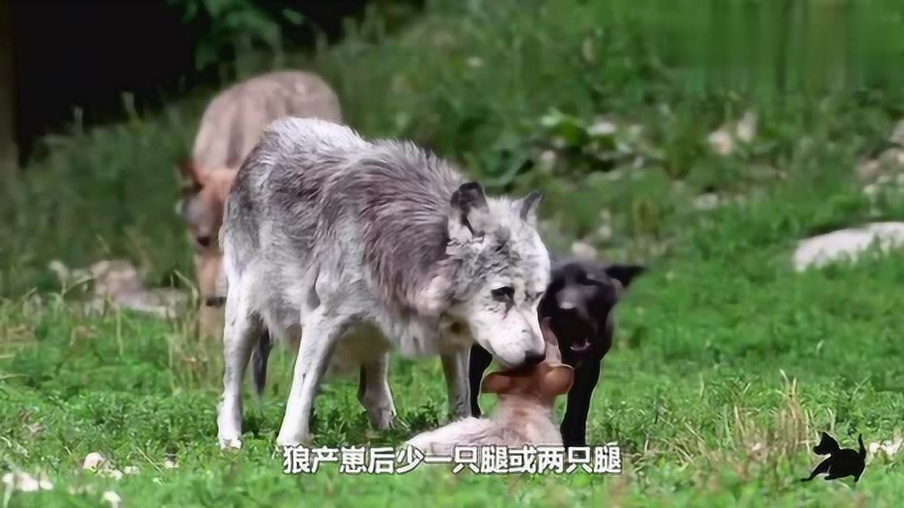 狈 传说中的动物 搜狗百科