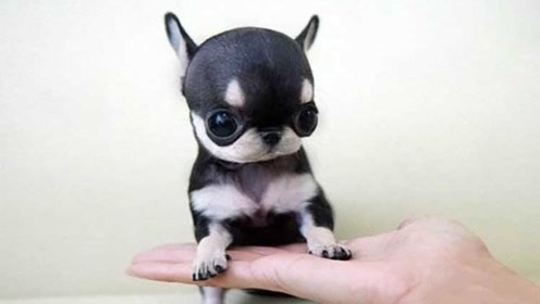 愤怒的吉娃娃合集