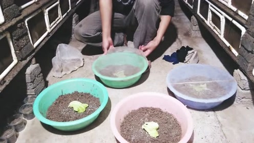蜗牛卵孵化 腾讯视频
