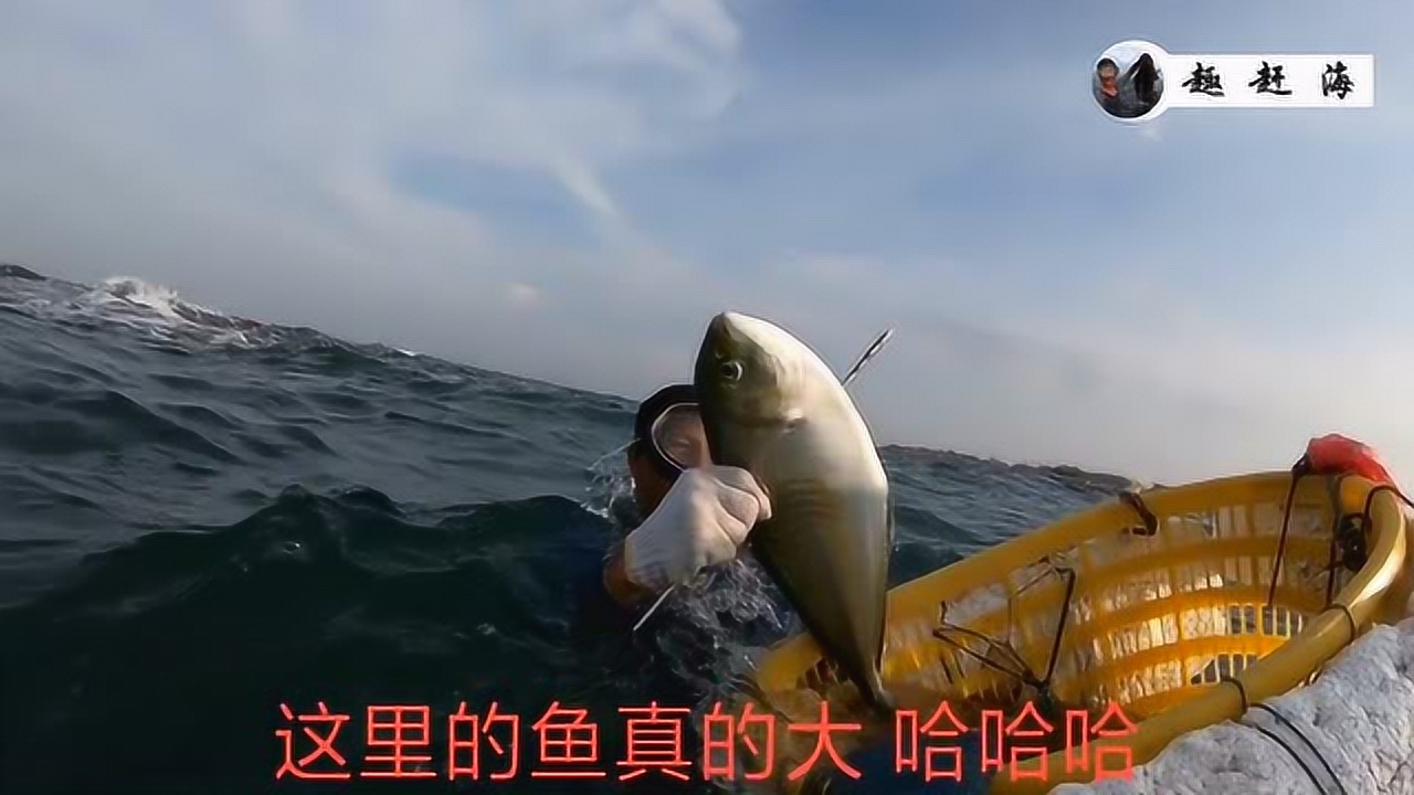 探海渔人潜水猎鱼 专打鱼群中的大哥大 龙趸巨石斑都吓破胆