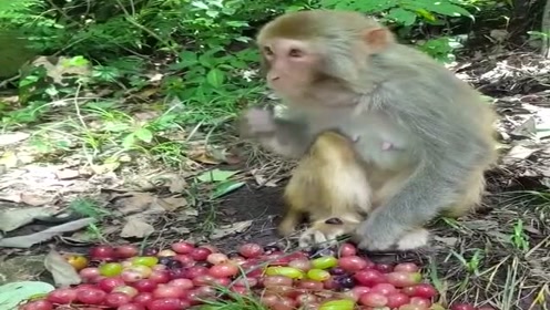 小猴子吃葡萄专挑甜的吃,还会吐皮吃的比人都讲究,太聪明了