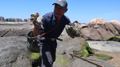 泰叔赶海太厉害了,专挖土包沙包一个都跑不掉,提了满满两手螃蟹