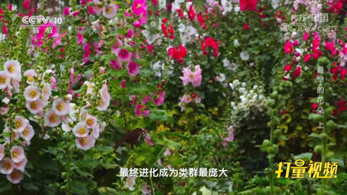 花被子 腾讯视频