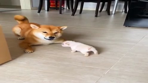 大柴健介 腾讯视频