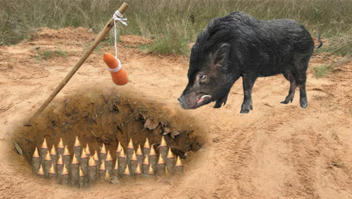 男子自制抓野猪陷阱,看到他用的诱饵,网友直呼抓得到才怪!