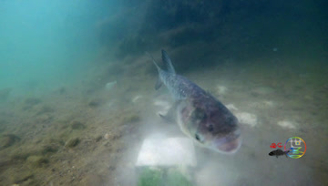 鲢鳙钓底，如何实现饵料入口？水下高清记录