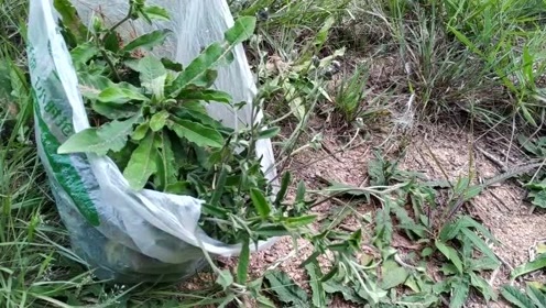 地胆头 腾讯视频