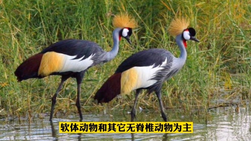 灰冠鹤 腾讯视频