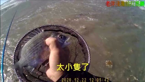 黑鲷鱼 腾讯视频