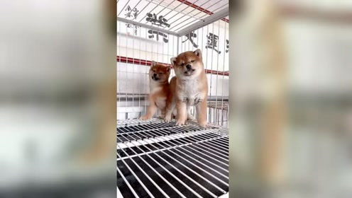 变成狮子的柴犬 腾讯视频