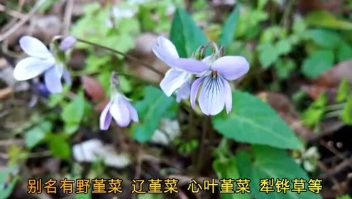 紫花地丁抑菌膏 腾讯视频