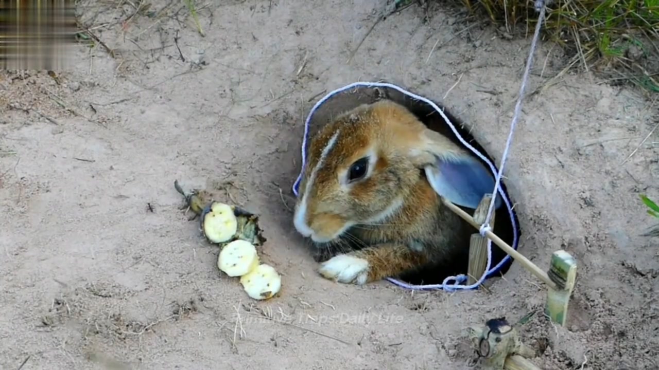 洞口布下陷阱,兔子就这样被套住了!