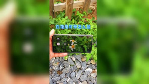 白花草 腾讯视频