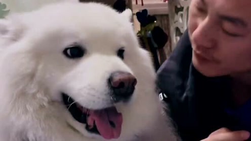 萨摩耶犬的视频 腾讯视频