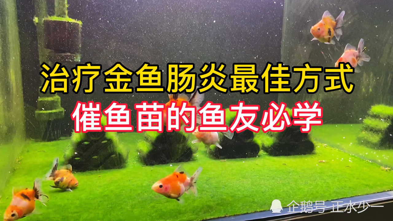 金鱼肠炎病 鲤科鲤属动物 搜狗百科