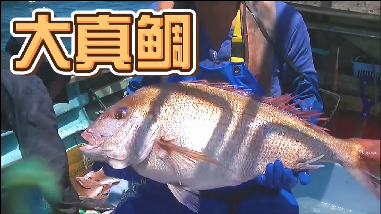 真鲷鱼 鲷科真鲷属动物 搜狗百科