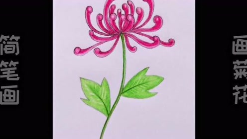 儿童简笔画,美丽的菊花是这样画出来的.简单易学