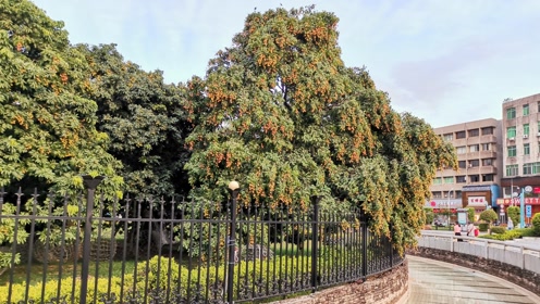 来增城挂绿广场,带大家看看,55万一颗的挂绿荔枝母树