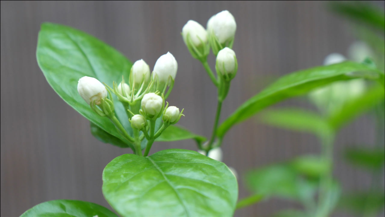 茉莉花长出花苞之后,别忘了这一步,让它开花大半年